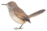 Streak-throated Canastero Illustration