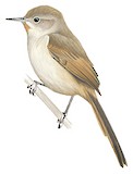 Sharp-billed Canastero Illustration