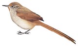 Rusty-fronted Canastero Illustration