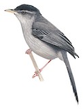 Pink-legged Graveteiro Illustration