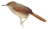 Speckled Spinetail Illustration