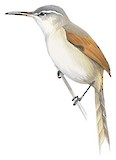 Straight-billed Reedhaunter Illustration