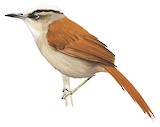 Vilcabamba Spinetail Illustration