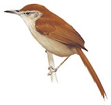 Rusty-backed Spinetail Illustration