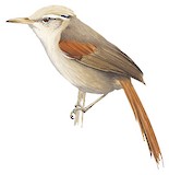 Creamy-crested Spinetail Illustration