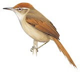 Pallid Spinetail Illustration