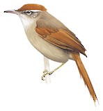 Bolivian Spinetail Illustration