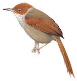 Red-faced Spinetail Illustration