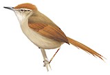 Line-cheeked Spinetail Illustration