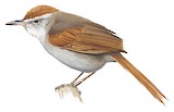 Tepui Spinetail Illustration