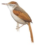 Streak-capped Spinetail Illustration