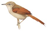 Crested Spinetail Illustration