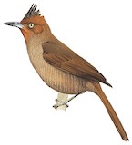 Brown Cacholote Illustration