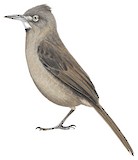 White-throated Cacholote Illustration