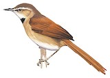 Ochre-cheeked Spinetail Illustration