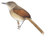 Plain-crowned Spinetail Illustration