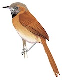 Hoary-throated Spinetail Illustration