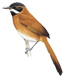 White-whiskered Spinetail Illustration