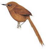 Rufous Spinetail Illustration