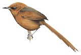 Rusty-headed Spinetail Illustration