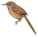 Stripe-breasted Spinetail Illustration