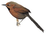 Ruddy Spinetail Illustration