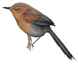 Chestnut-throated Spinetail Illustration