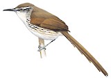 Great Spinetail Illustration