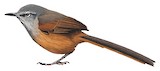 Russet-bellied Spinetail Illustration