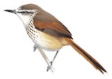 Necklaced Spinetail Illustration