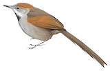 Silvery-throated Spinetail Illustration