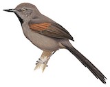 Red-shouldered Spinetail Illustration