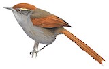 Bahia Spinetail Illustration