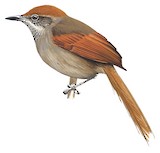 Cabanis's Spinetail Illustration