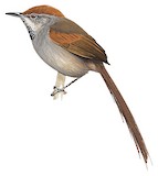 Spix's Spinetail Illustration