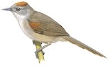 Rio Orinoco Spinetail Illustration