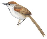 Pale-breasted Spinetail Illustration