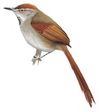 Sooty-fronted Spinetail Illustration