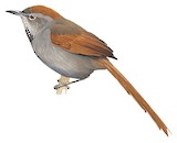 Azara's Spinetail Illustration