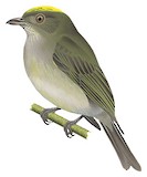 Pale-bellied Tyrant-Manakin Illustration