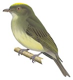 Sulphur-bellied Tyrant-Manakin Illustration