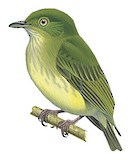 Dwarf Tyrant-Manakin Illustration