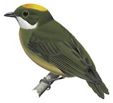 Orange-crested Manakin Illustration