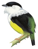 White-collared Manakin Illustration