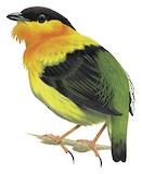 Orange-collared Manakin Illustration