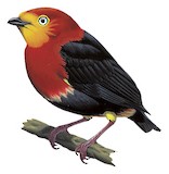 Crimson-hooded Manakin Illustration