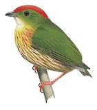 Striolated Manakin Illustration