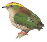 Fiery-capped Manakin Illustration