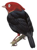 Scarlet-horned Manakin Illustration