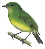 Green Manakin Illustration